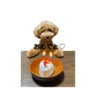愛犬おもち3（個別スタンプ：8）