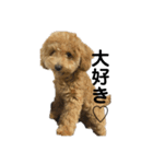 愛犬おもち3（個別スタンプ：10）