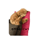 愛犬おもち3（個別スタンプ：11）