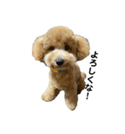 愛犬おもち3（個別スタンプ：14）