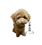 愛犬おもち3（個別スタンプ：15）