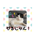 くめおスタンプププ（個別スタンプ：1）