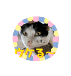 くめおスタンプププ（個別スタンプ：33）