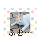 くめおスタンプププ（個別スタンプ：35）