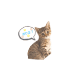 にゃんさまのきもち。（個別スタンプ：1）