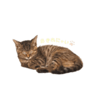 にゃんさまのきもち。（個別スタンプ：17）