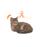 にゃんさまのきもち。（個別スタンプ：18）