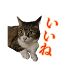 気軽に返信する猫スタンプ（個別スタンプ：2）