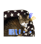 気軽に返信する猫スタンプ（個別スタンプ：5）