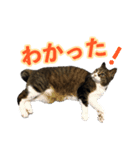 気軽に返信する猫スタンプ（個別スタンプ：6）