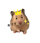 ハムスターのちくわくんスタンプ（個別スタンプ：1）