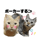 ポーカーにゃんこ（個別スタンプ：1）