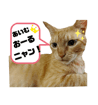 ポーカーにゃんこ（個別スタンプ：2）