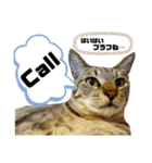 ポーカーにゃんこ（個別スタンプ：3）