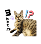 ポーカーにゃんこ（個別スタンプ：6）