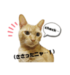 ポーカーにゃんこ（個別スタンプ：8）