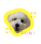 ちゃーとるーの物語（個別スタンプ：1）