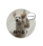 ちゃーとるーの物語（個別スタンプ：3）