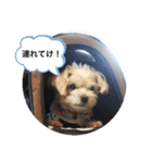 ちゃーとるーの物語（個別スタンプ：6）