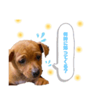 ころっけのスタンプ（個別スタンプ：13）