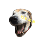 うちの愛犬ジャック（個別スタンプ：1）