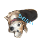うちの愛犬ジャック（個別スタンプ：2）