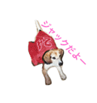 うちの愛犬ジャック（個別スタンプ：3）