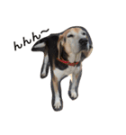 うちの愛犬ジャック（個別スタンプ：4）