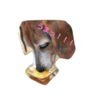 うちの愛犬ジャック（個別スタンプ：5）