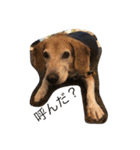 うちの愛犬ジャック（個別スタンプ：7）