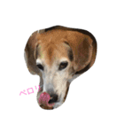 うちの愛犬ジャック（個別スタンプ：8）