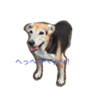 うちの愛犬ジャック（個別スタンプ：9）