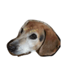 うちの愛犬ジャック（個別スタンプ：10）