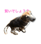 うちの愛犬ジャック（個別スタンプ：11）