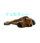 うちの愛犬ジャック（個別スタンプ：12）