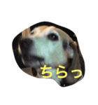 うちの愛犬ジャック（個別スタンプ：13）