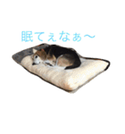 うちの愛犬ジャック（個別スタンプ：14）