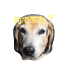 うちの愛犬ジャック（個別スタンプ：15）