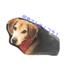うちの愛犬ジャック（個別スタンプ：16）