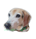 うちの愛犬ジャック（個別スタンプ：17）