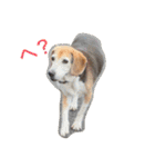 うちの愛犬ジャック（個別スタンプ：18）