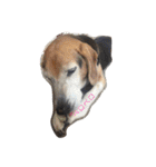 うちの愛犬ジャック（個別スタンプ：19）