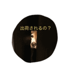 うちの愛犬ジャック（個別スタンプ：20）