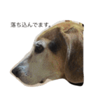 うちの愛犬ジャック（個別スタンプ：21）