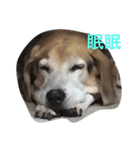 うちの愛犬ジャック（個別スタンプ：22）
