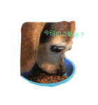 うちの愛犬ジャック（個別スタンプ：23）