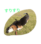 うちの愛犬ジャック（個別スタンプ：24）