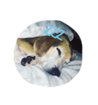うちの愛犬ジャック（個別スタンプ：25）
