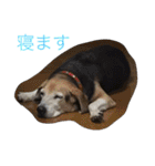 うちの愛犬ジャック（個別スタンプ：26）