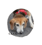 うちの愛犬ジャック（個別スタンプ：29）